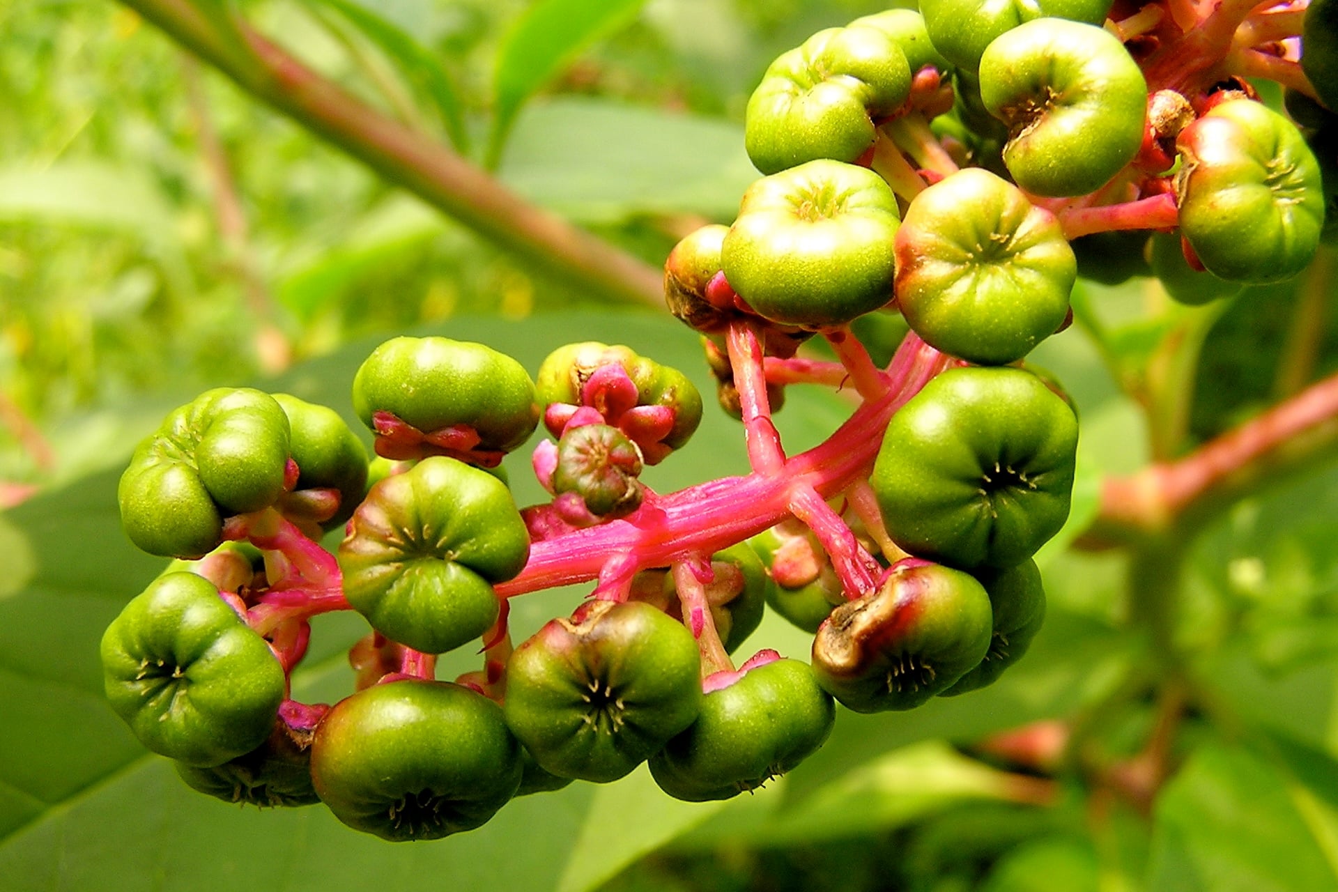 Above, the ripening fruit of a dragonberry or pokeweed plant, phytolacca american, photographed in 2005.