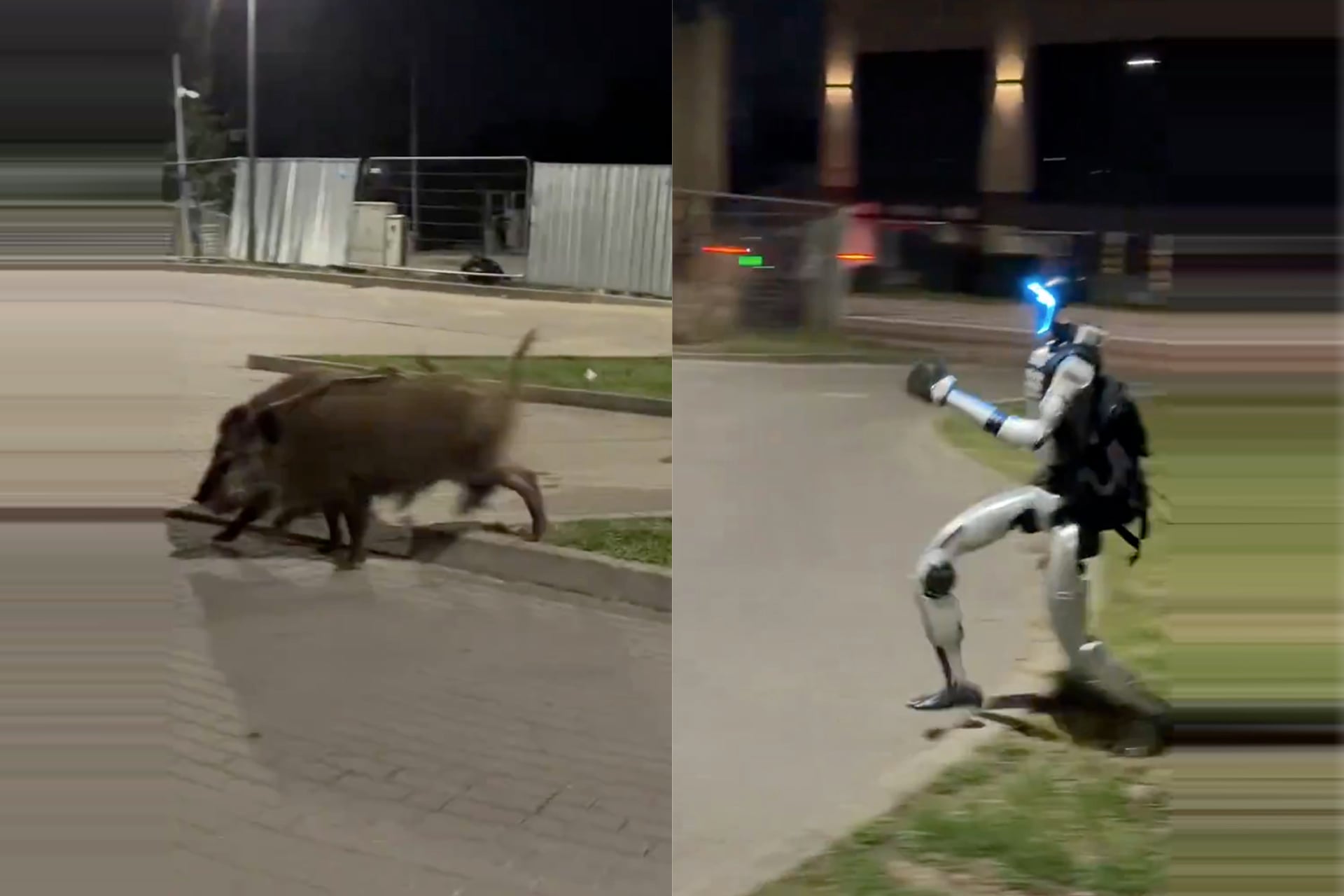 A robot is seen chasing hogs down the street