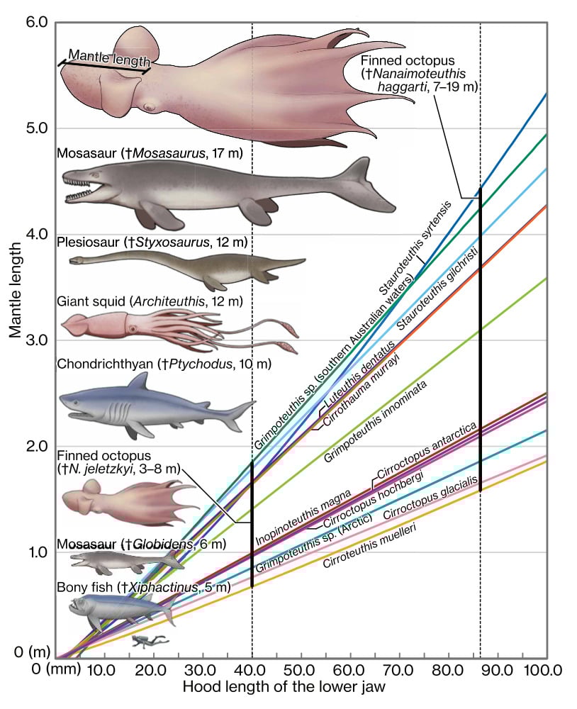 Size Comparison Marine Predators