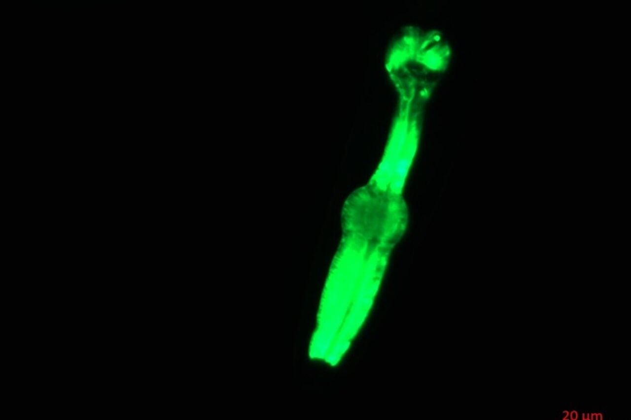 A Crew of Worms on the ISS Aims to Help Scientists Unlock the Secrets of Space Travel