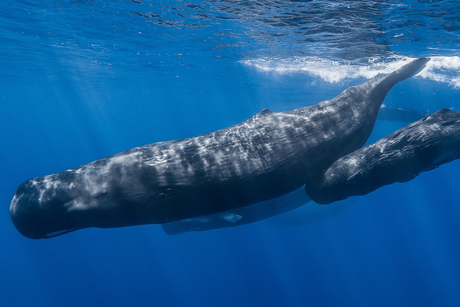  Above, a pod of sperm whales near the ocean surface, where researchers are most able to record their interpersonal communications.