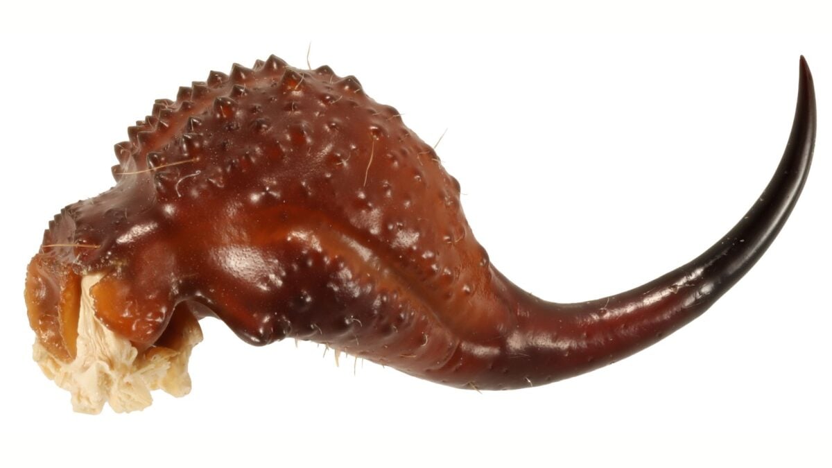 Scorpions Are Literally Metal, Study Reveals