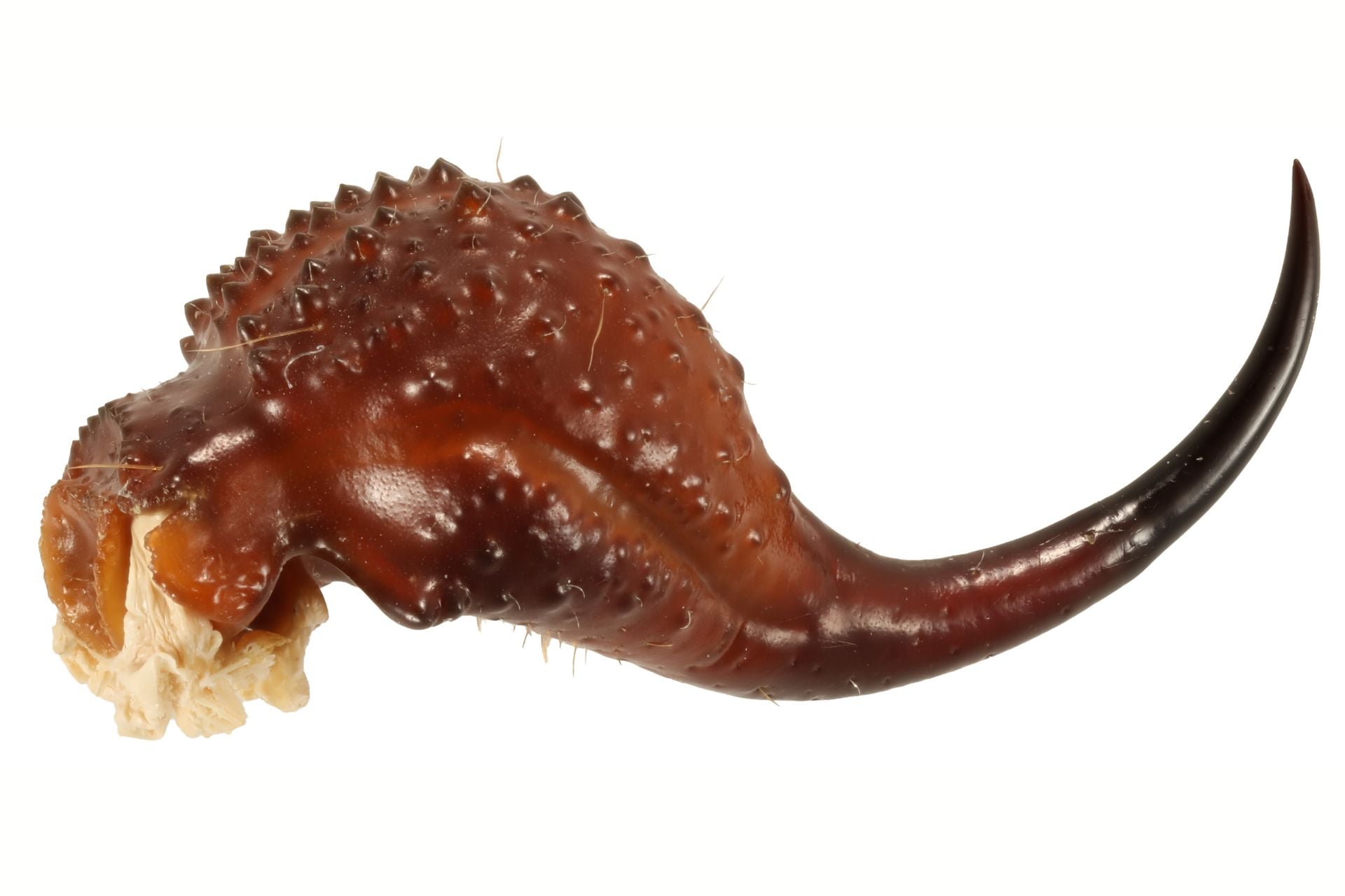 A close-up view of the stinger from a granulated thicktail scorpion (Parabuthus granulatus).