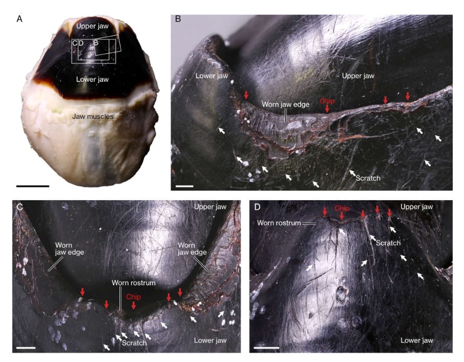 Wear Patterns Finned Octopus Jaw