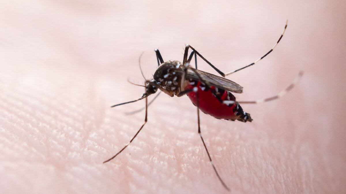 A Widely Used Mosquito Repellent Might Be Training Them to&hellip;