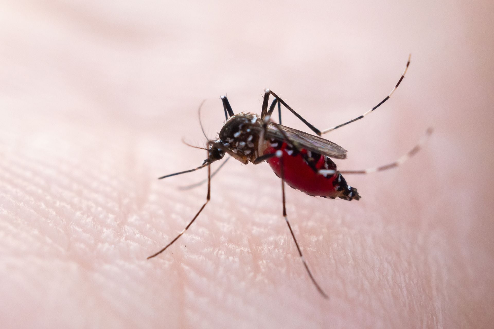 Aedes Mosquito