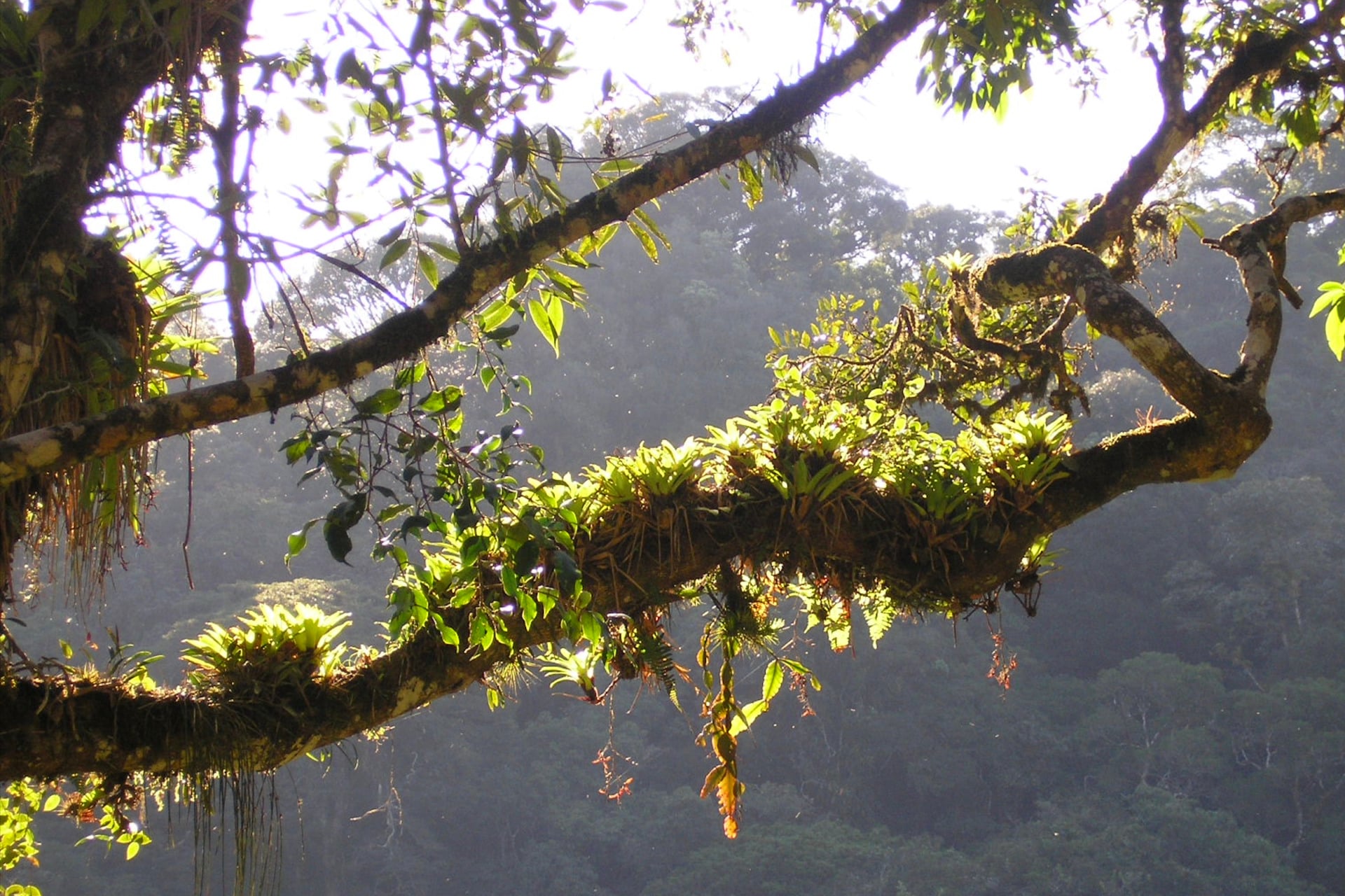 The rich biodiversity of Brazil’s ‘Mata Atlantica’ rainforest, seen here in Serra do Mar núcleo Carlos Botelho, a state park in São Paulo.
