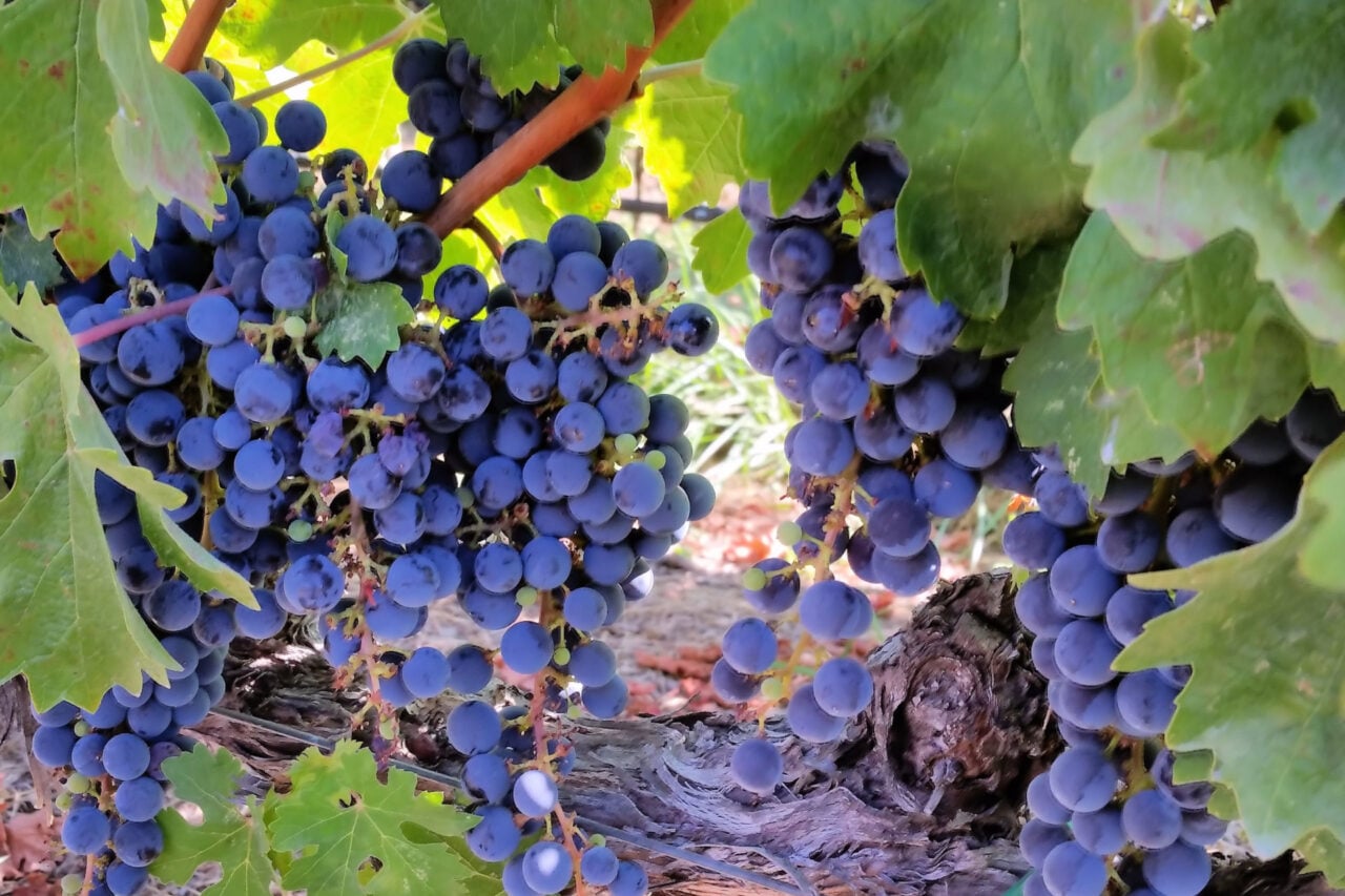 California Grapes Uv Light