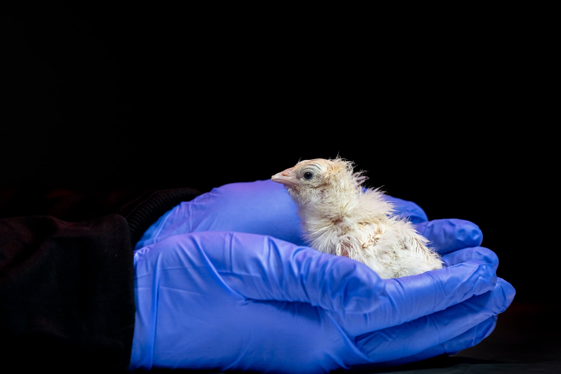 Colossal BiOSciences Hatched Chicken