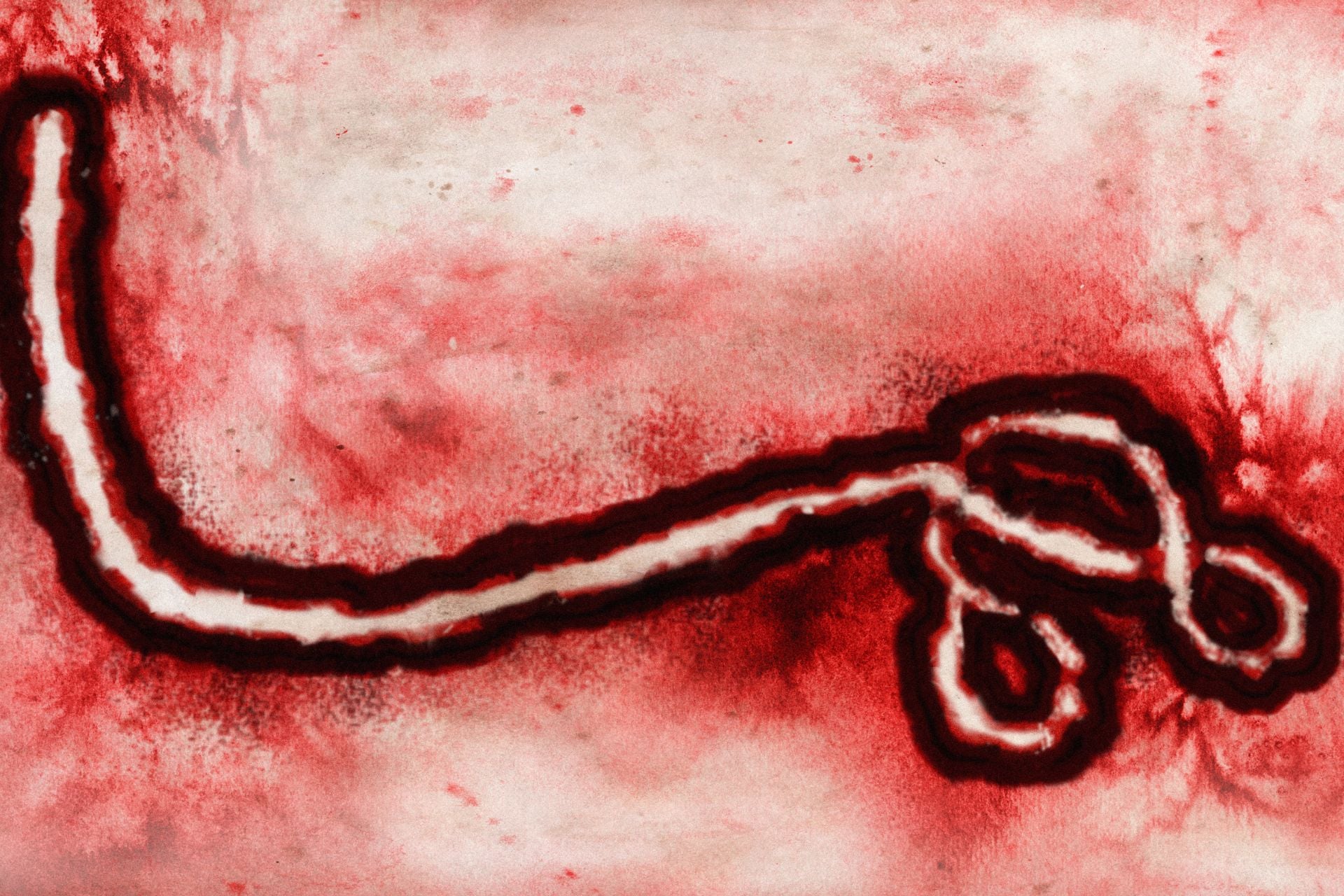 A microscopic view of the Ebola virus.
