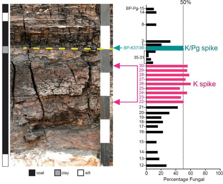 Fungal Spikes Bowring Pit Lithostratigraphy