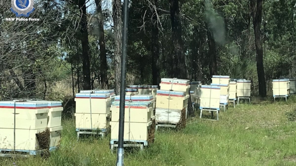 Police Looking for Jerks Who Allegedly Stole $150,000 Worth of Beehives