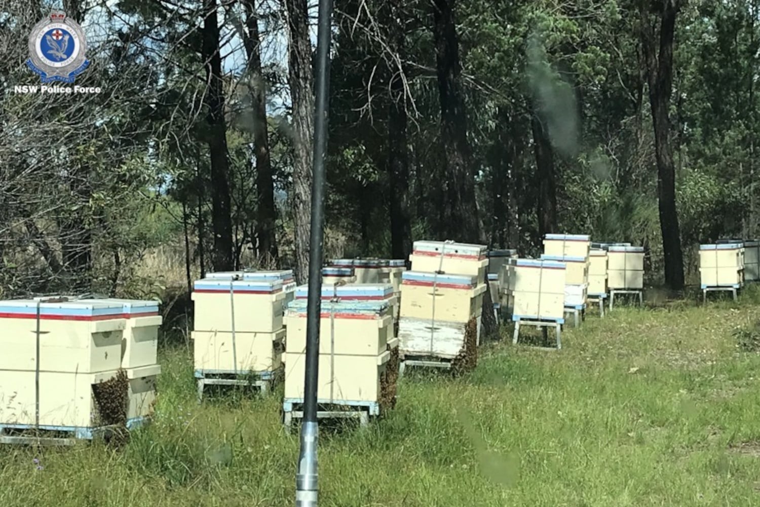 An image of the missing beehives supplied by local police. The bees were stored in 80 cream-colored boxes with blue-and-white lids and red clear boards for viewing.