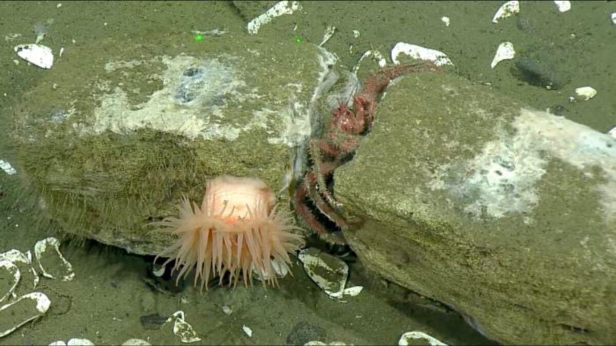 Watch Deep-Sea Creatures Feed on a Whale That’s Been Dead for Over 20 Years