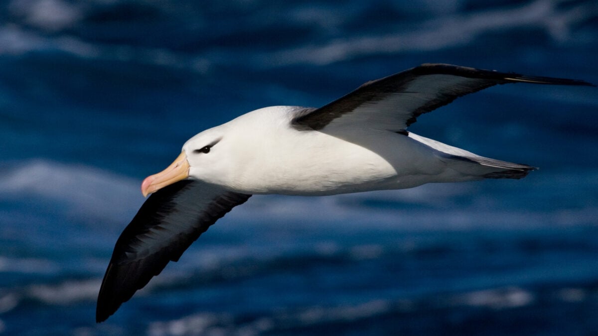 Birds Never Evolved ‘Perfect’ Wings, Study Finds