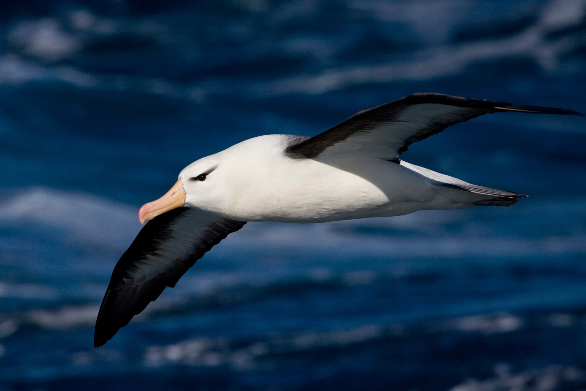 The black-browed albatross flying over the southern Atlantic Ocean. Albatrosses are great fliers, but their wings aren't best optimized for flight, according to the new study.