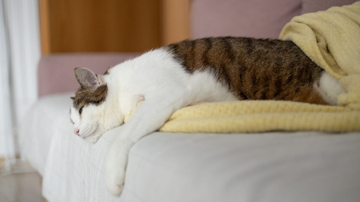 A Vet Worker Caught H5N1 Bird Flu From Infected Cat