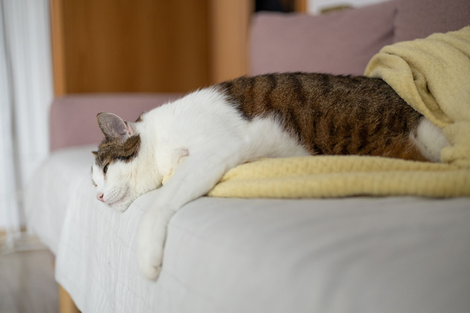 The infected cat survived its H5N1 infection, but at the expense of permanent vision impairment. 
