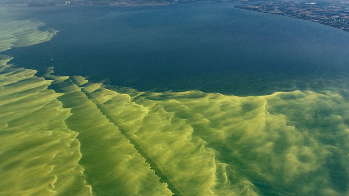 There’s a Deadly ‘Rotating’ Soup of Forbidden Toxins at Lake Erie There’s a Deadly ‘Rotating’ Soup of Forbidden Toxins at Lake Erie