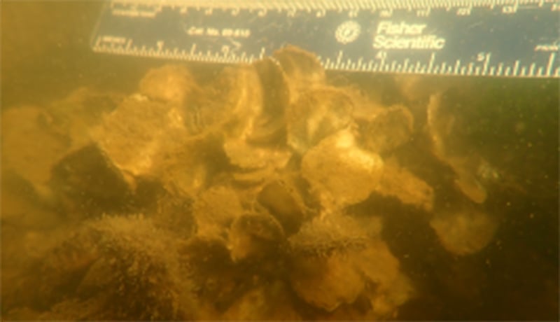 Dave Bushek Underwater Oysters