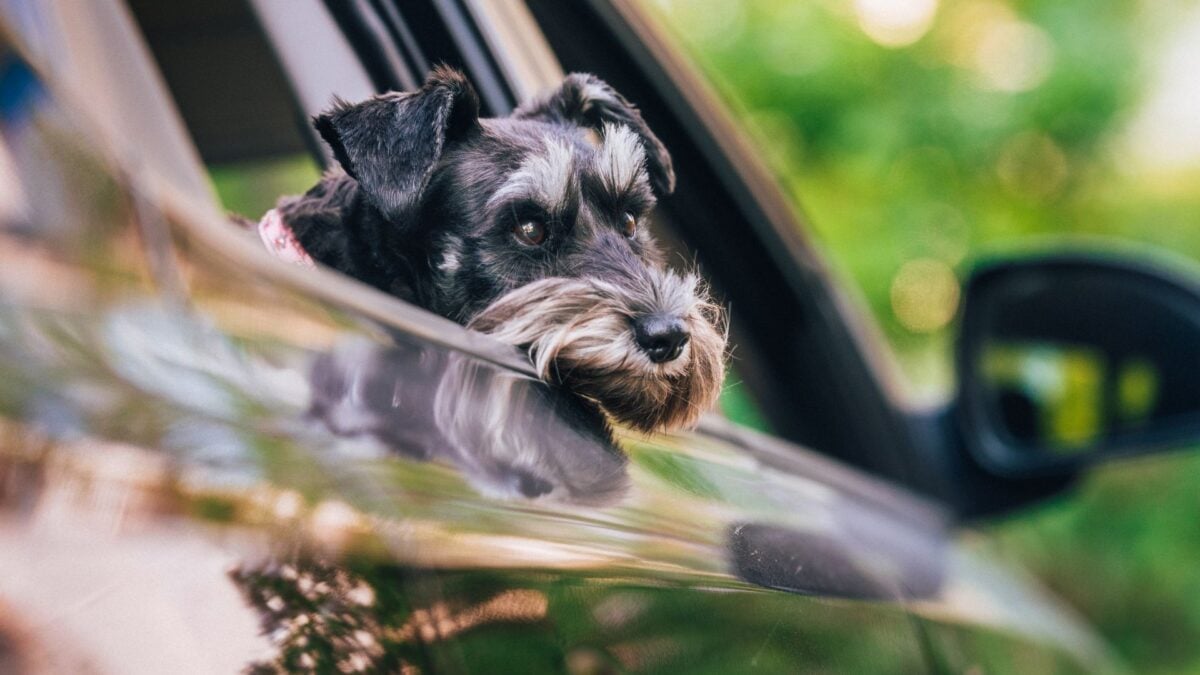 Dog in Car Shoots Woman With Shotgun, Nebraska Police Say Dog in Car Shoots Woman With Shotgun, Nebraska Police Say
