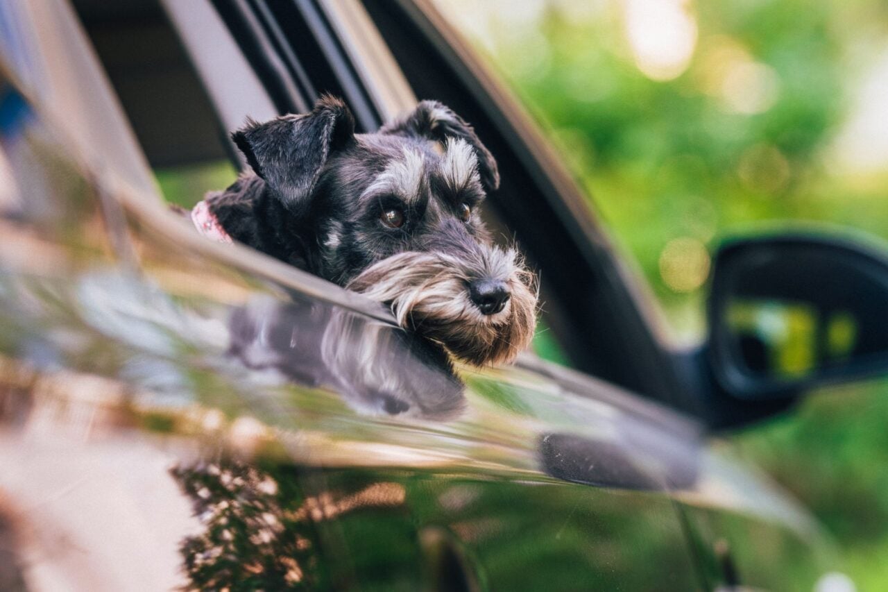 Dog in Car Shoots Woman With Shotgun, Nebraska Police Say