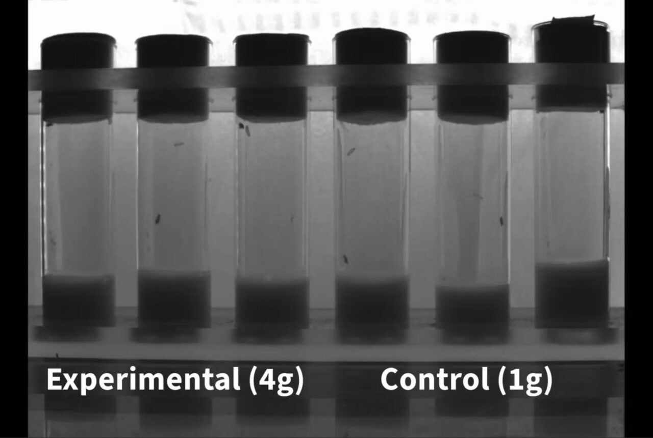 Fruit Fly Closeup Hypergravity Control 4g Comparison