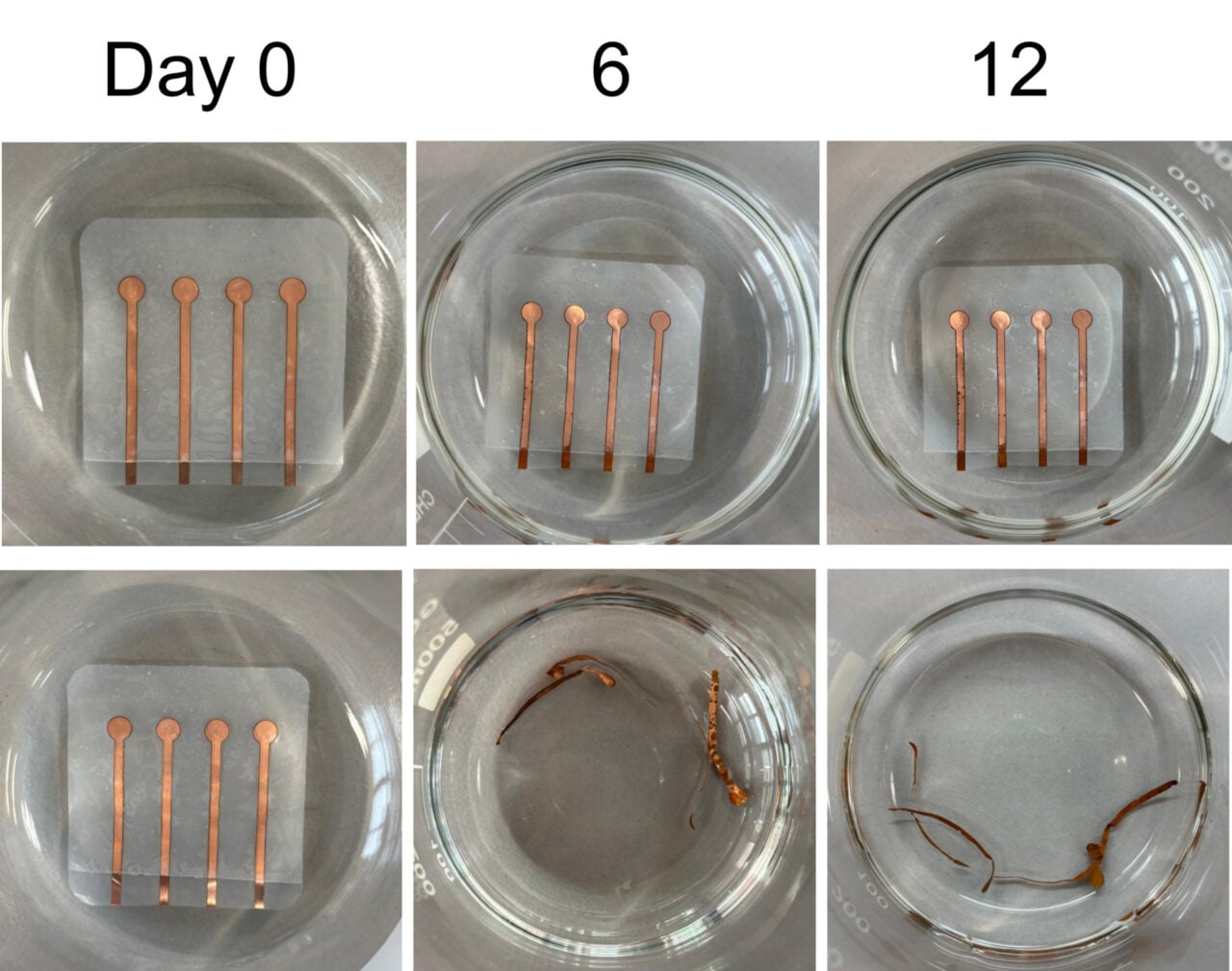 Living Plastic Plastic Busting Enzymes Wearable Electrode