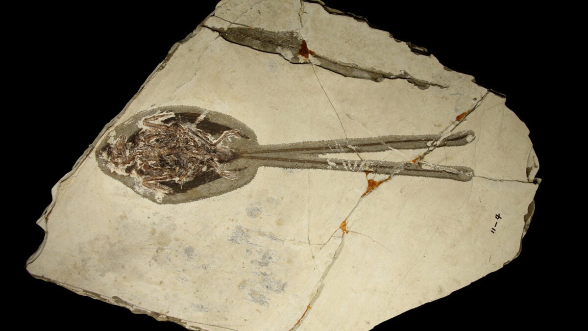Paleontologists Just Found the Most Extra Bird of the Dinosaur Era