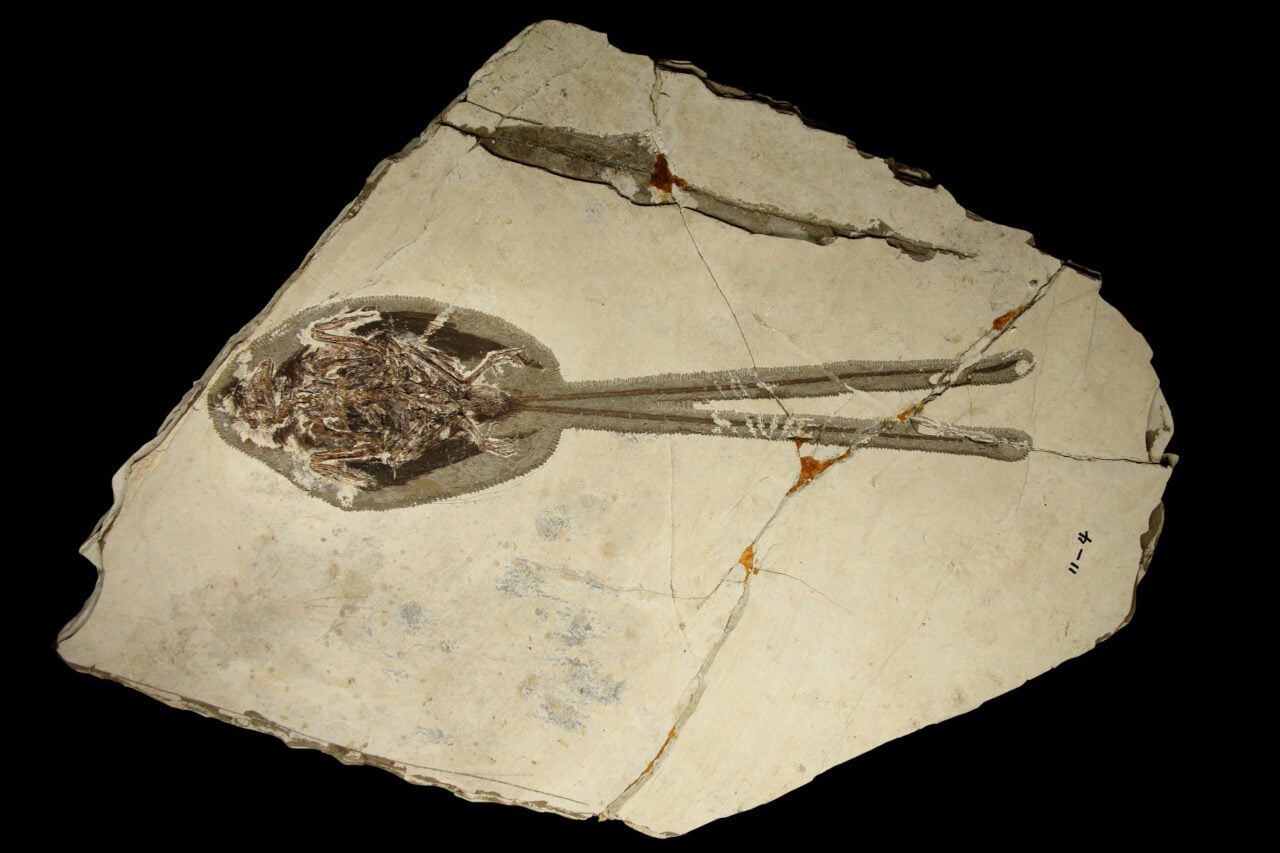 Paleontologists Just Found the Most Extra Bird of the Dinosaur Era