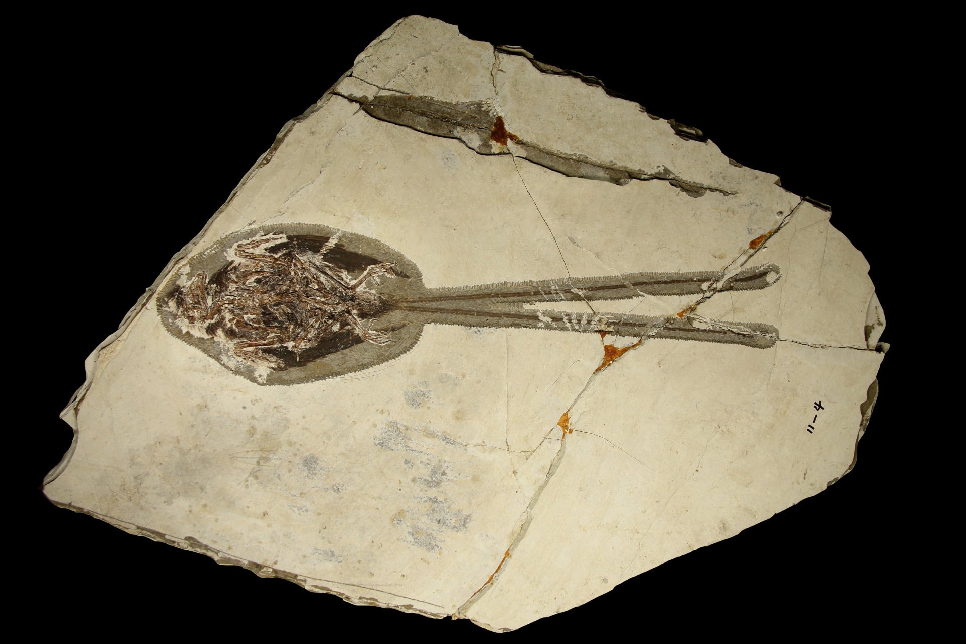 A fossilzed Plumadraco bankoorum