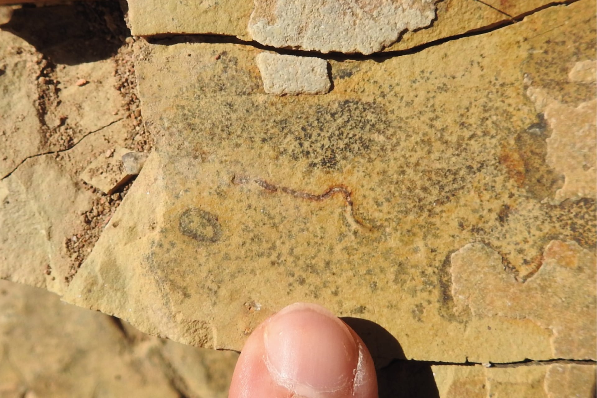 Visible to the naked eye, fossilized bacteria or algae were found in an ancient seabed that emerged in the current Brazilian state of Mato Grosso do Sul.