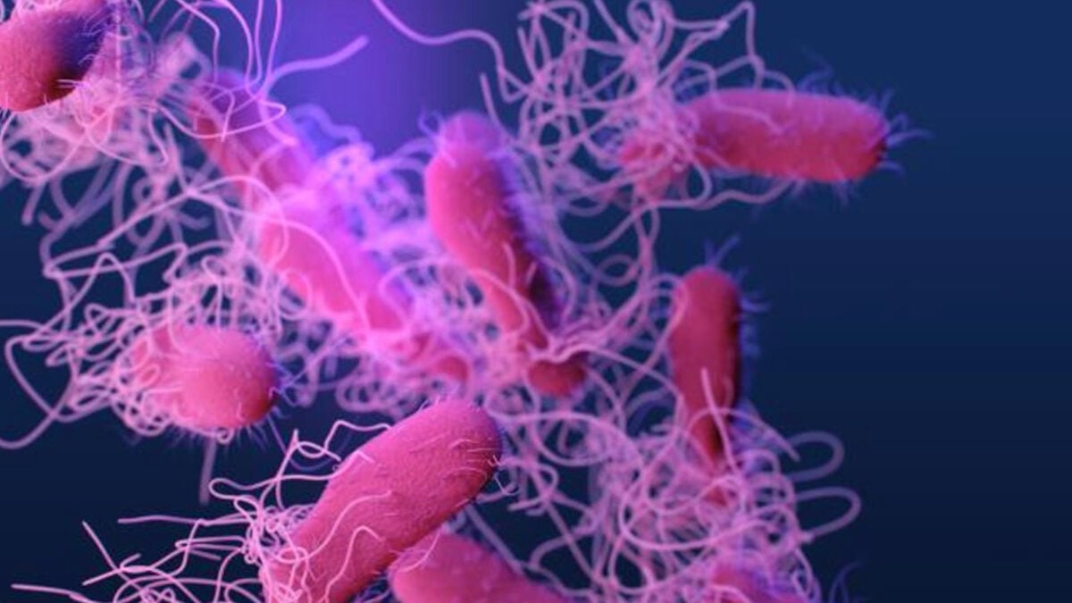 Ilmuwan Temukan Sumber Baru Potensial Superbug Kebal Antibiotik—Bukan seperti yang Kalian Duga