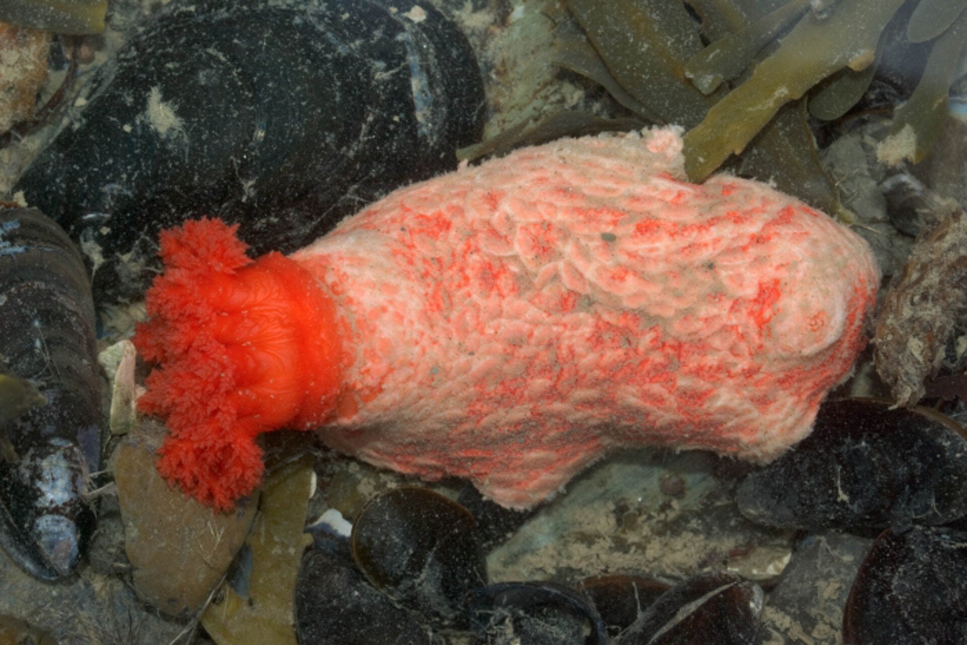 The living tissue after 2.5 years of refusing to die.