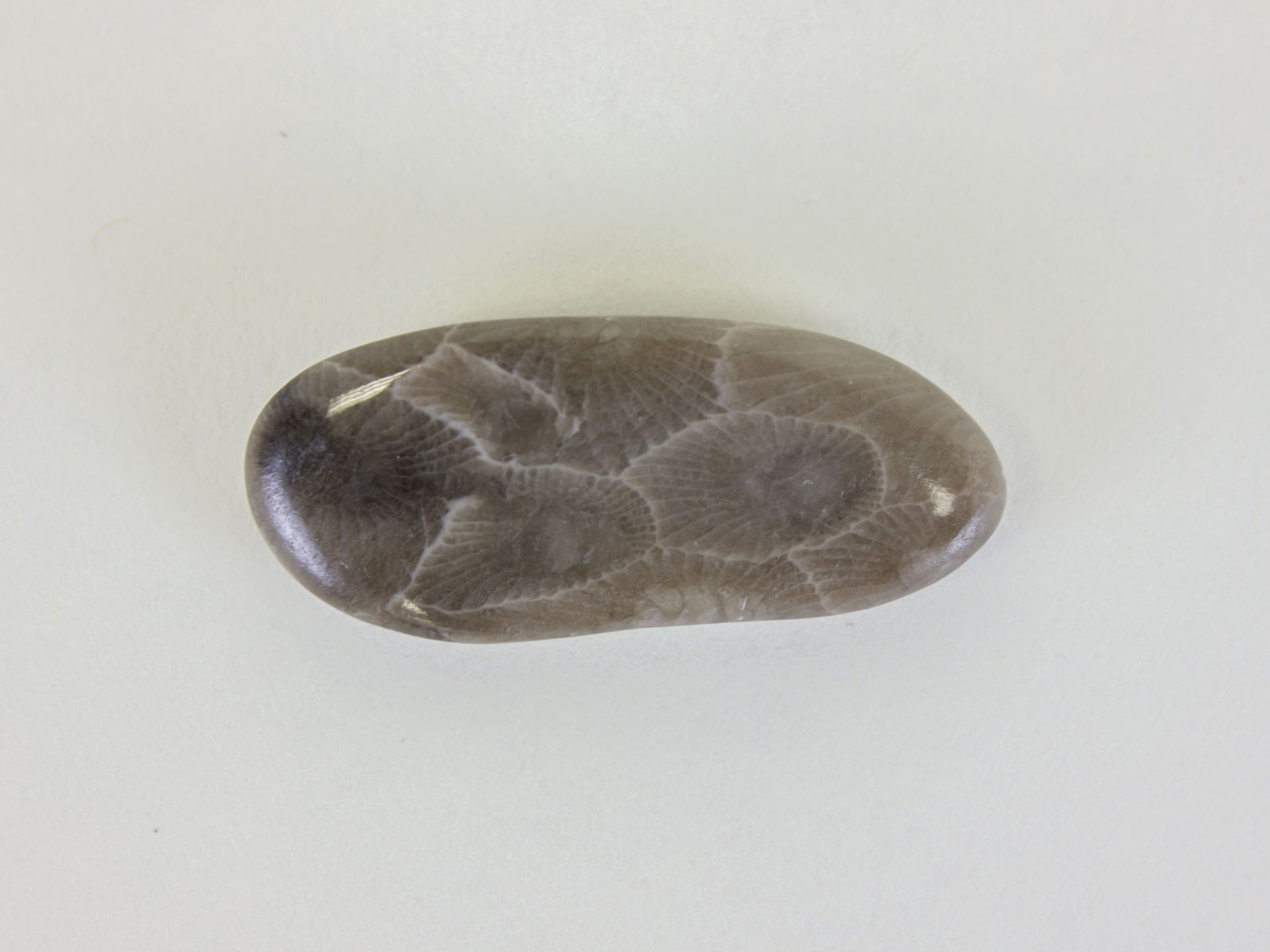 Native to the area around Petoskey on the shores of Lake Michigan, the Petoskey stone became Michigan’s state stone in 1965. 