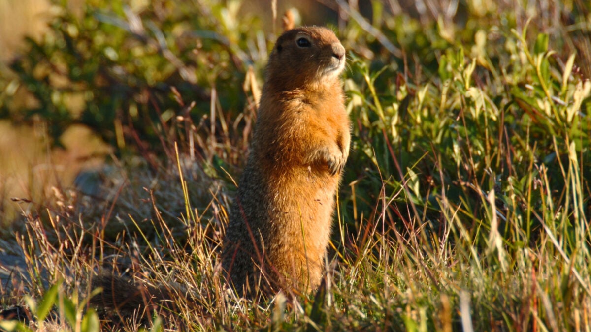 Scientists Pulled 700,000-Year-Old DNA From Frozen Squirrel Poop Scientists Pulled 700,000-Year-Old DNA From Frozen Squirrel Poop