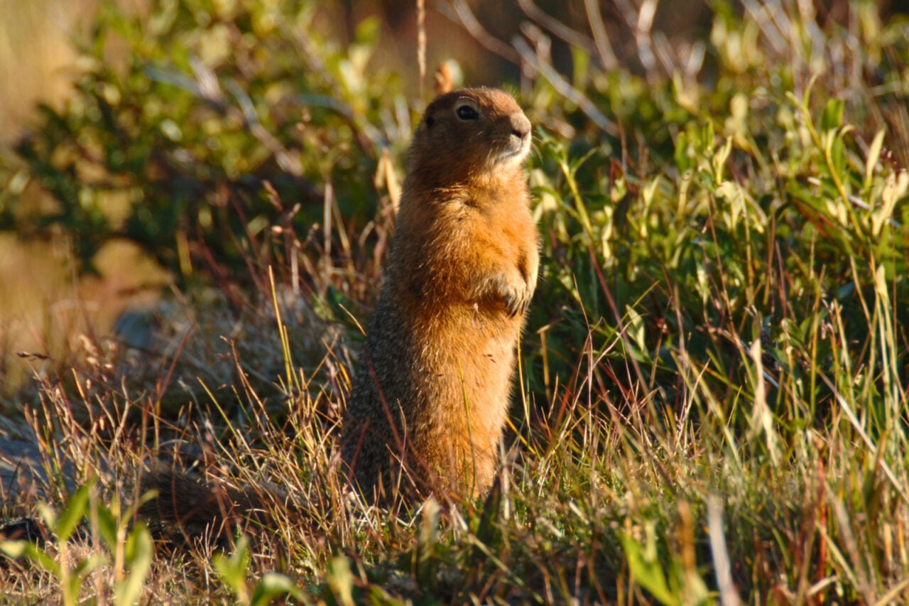 Scientists Pulled 700,000-Year-Old DNA From Frozen Squirrel Poop
