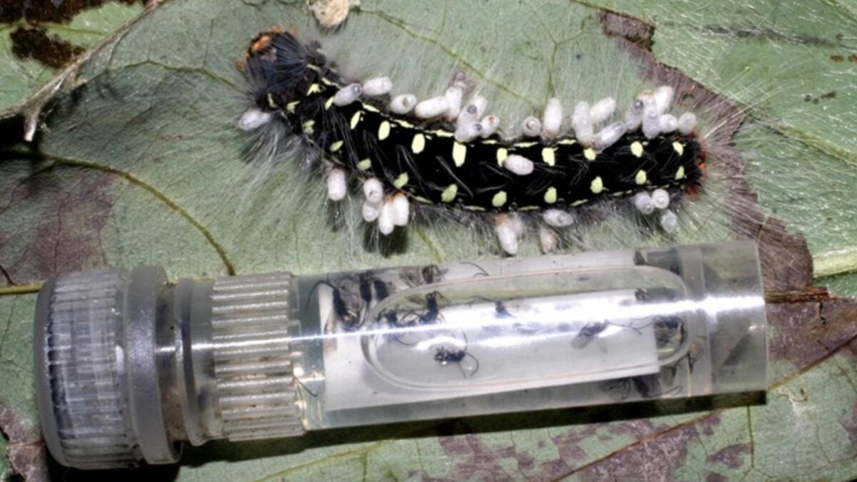 Holy Crap, We Were Way Off About How Many Insect Species Live on Earth