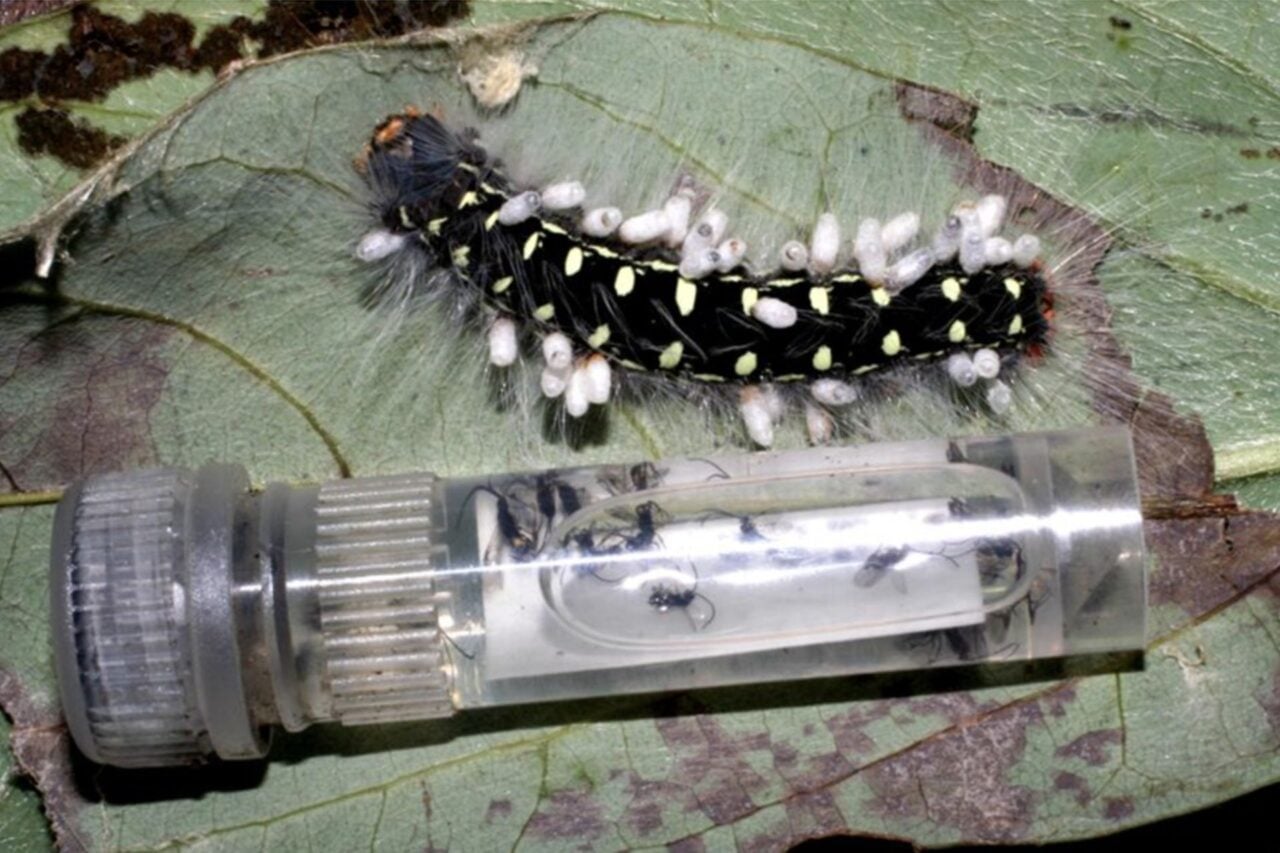 Caterpillar Parasitized By Wasps