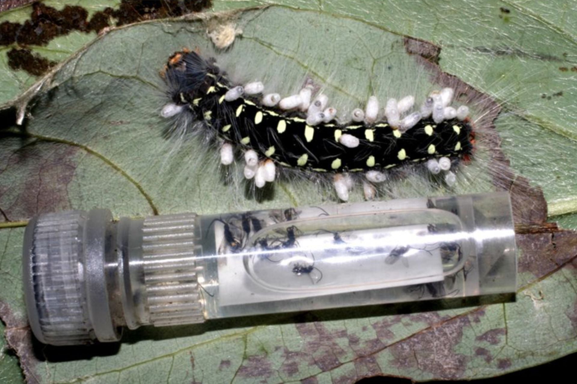An Euglyphis mariaDHJ03 caterpillar being parasitized by the white cocoons of Cotesia Whitfield25 wasps; below, a tube containing the newly emerged wasps themselves.