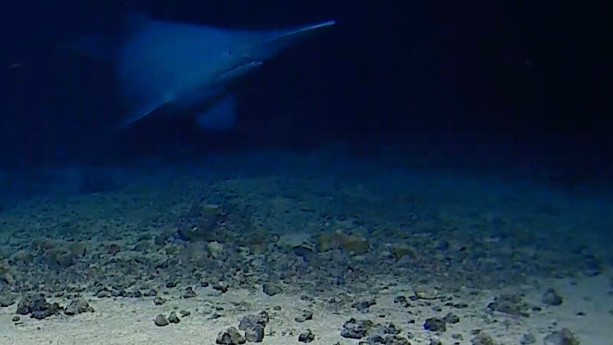 Watch a Rare Goblin Shark Filmed Alive in Its Natural Habitat for the First Time
