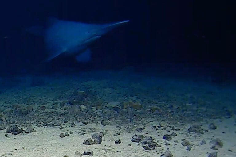 Watch a Rare Goblin Shark Filmed Alive in Its Natural Habitat for the ...