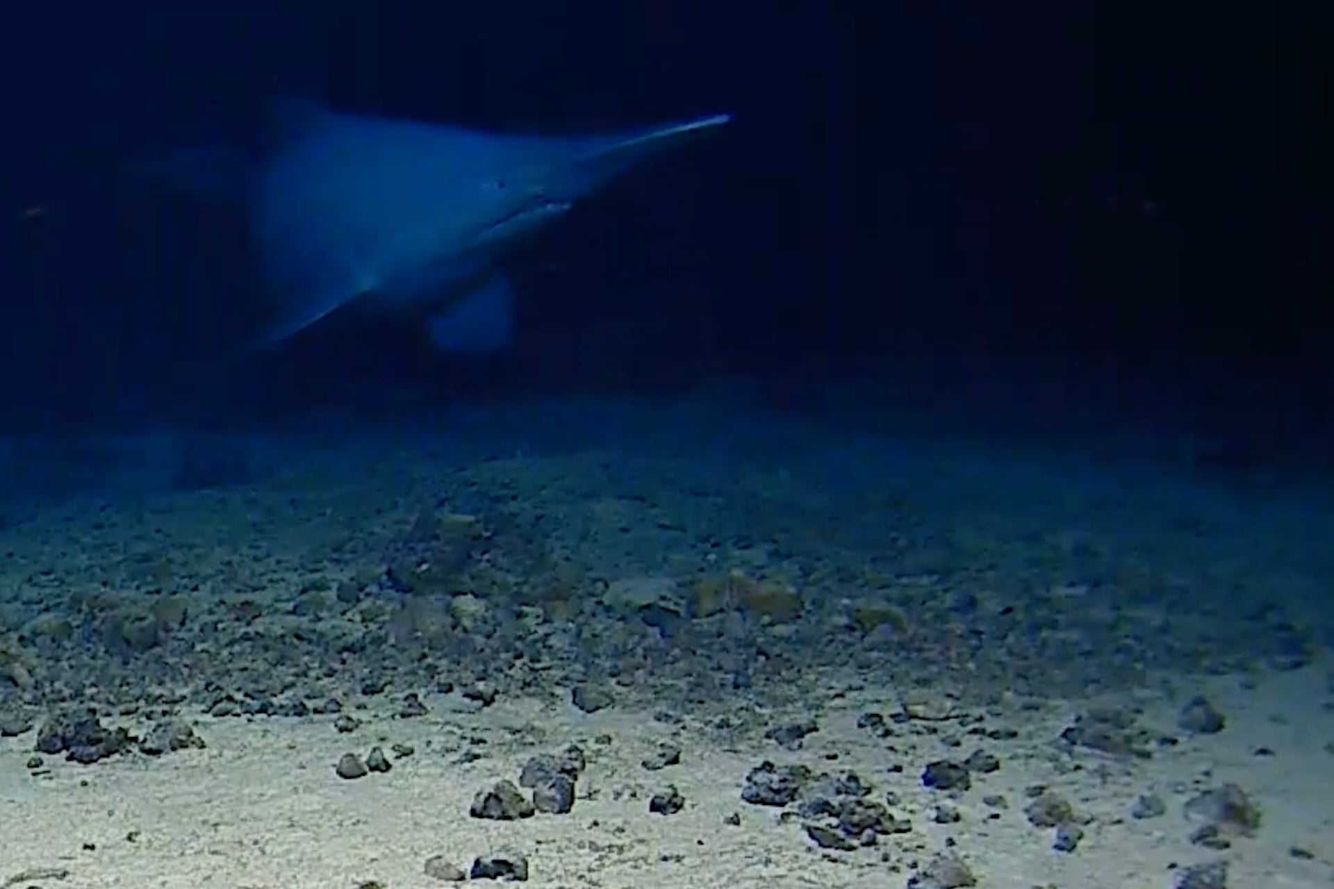 Marine biologists recorded this goblin shark in 2024 at 6,552 feet (1,997 meters) deep within the Tonga Trench. 