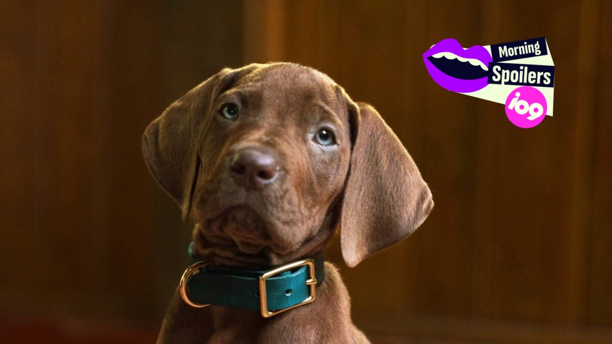 Ini Tampilan Pertama Anjing Nyata yang Memerankan Scooby-Doo Aksi Nyata Netflix
