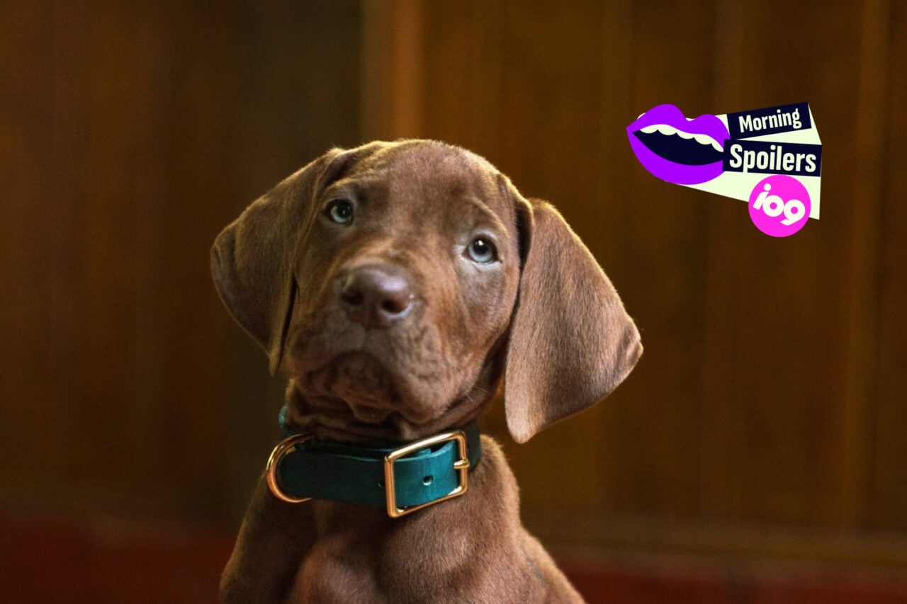 Here’s Your First Look at the Real Dog Playing Net
