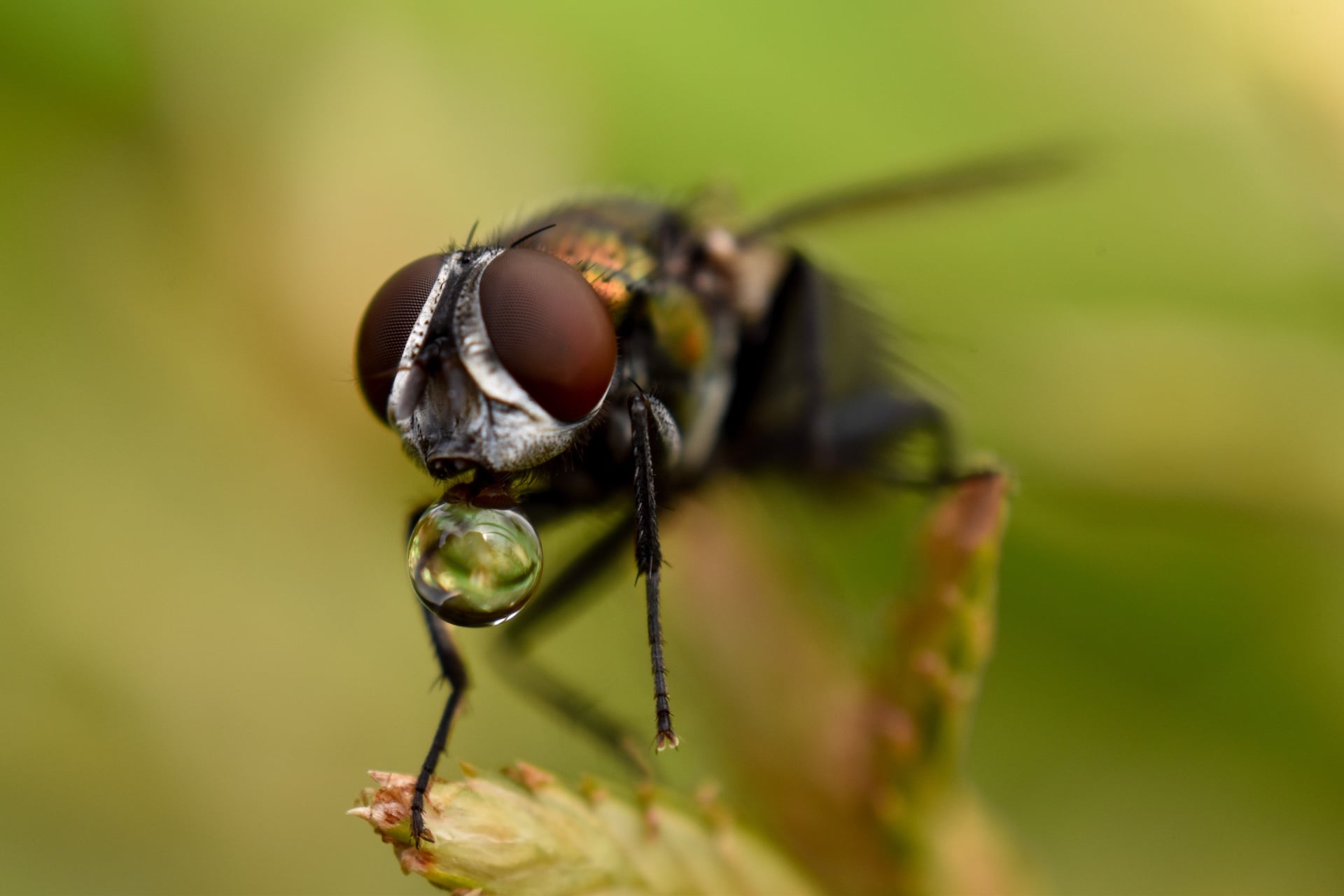 gizmodo.com - Bruce Gil - Say Hello to the New Species of Fly Officially Approved to Clean Human Wounds