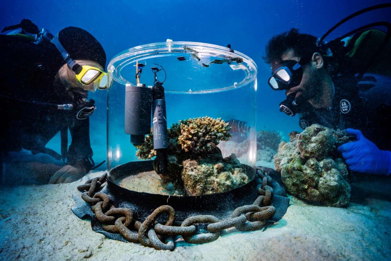 Nature Saw2026 Coral Village Credit Uli Kunz Hr