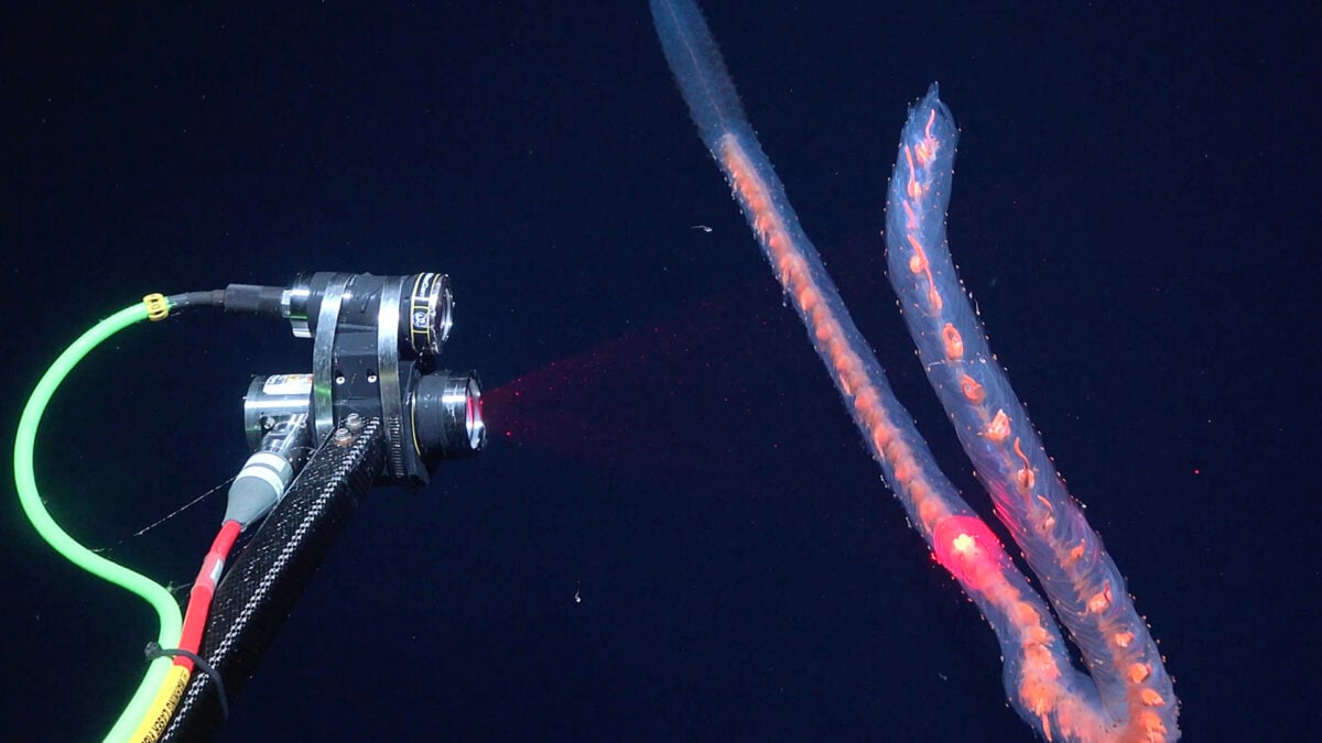 Marine Biologists Discover 31 Potential New Species in Just 2 Weeks at Sea