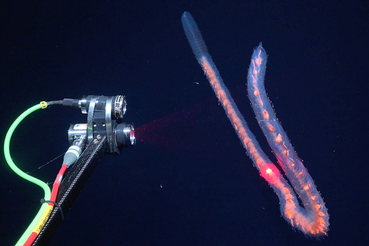 Other Siphonophore Deeppiv Subastion Midwater