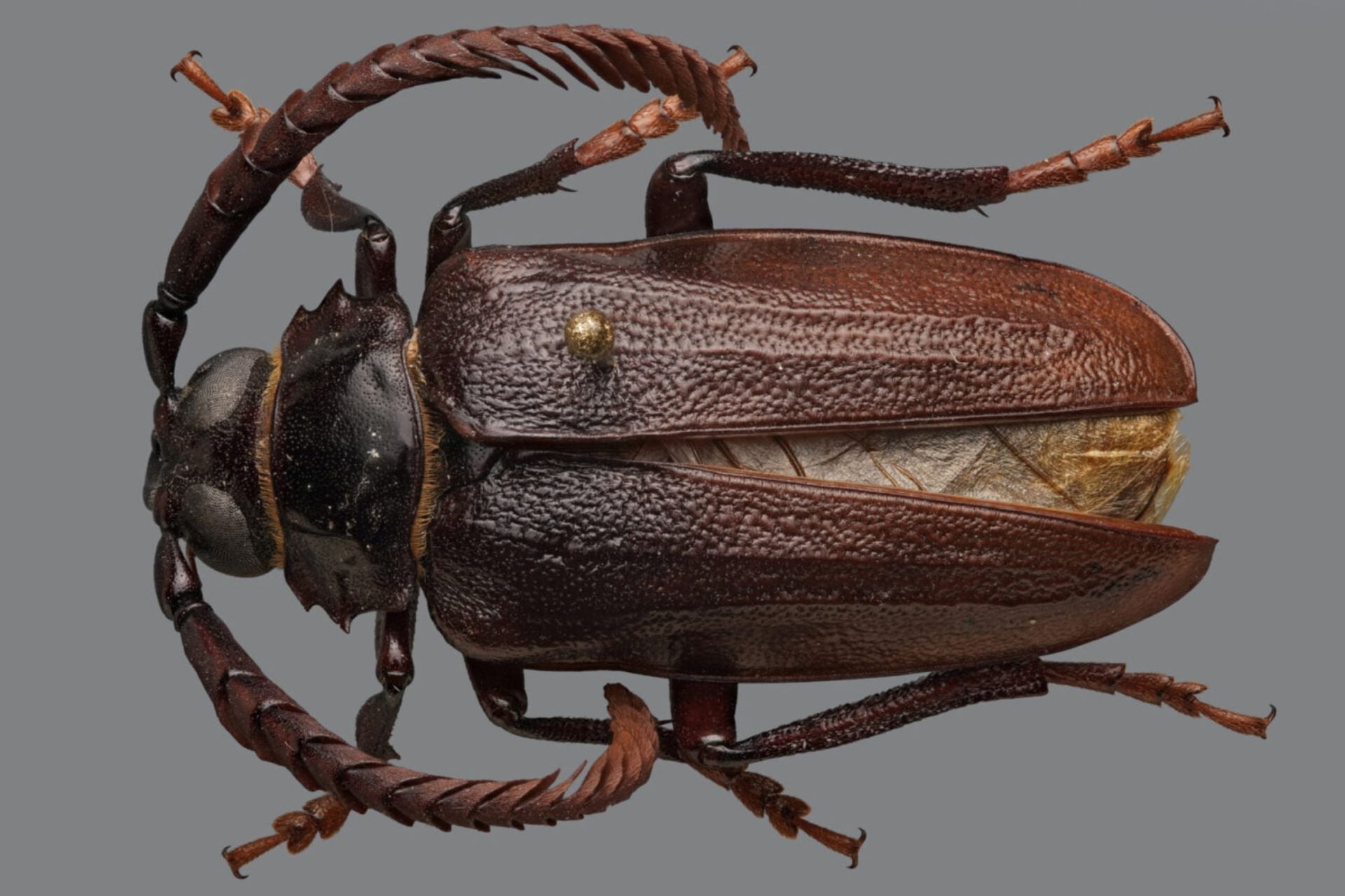 An adult P. Imbricornus beetle.